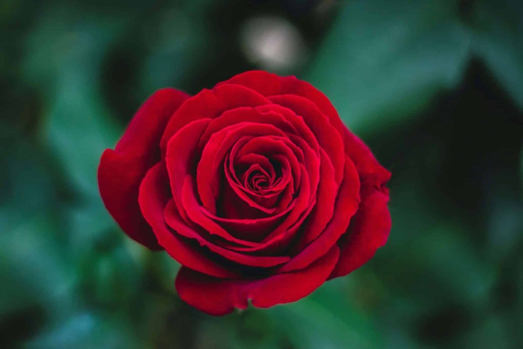Cómo ganar dinero vendiendo rosas